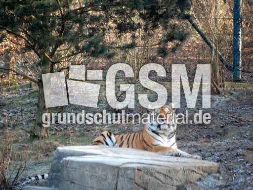 Sibirischer Tiger_2.JPG